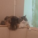 ���� ������, ������, 49 ��� - ��������� 16 ����� 2025