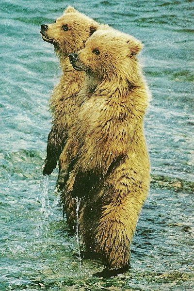 ������ �������� National Geographic ������ � ���� ���-��, ���� �� �������� �������. �����, ����, � ... - 3