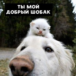 �����, ����������, 43 ����