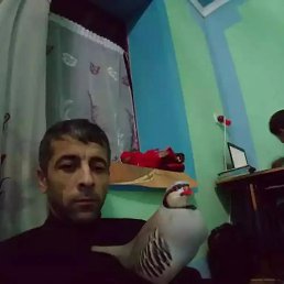 , 40, 