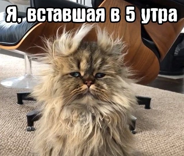Я в любое утреннее время так выгляжу - 2