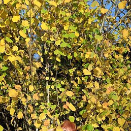 ������, �����������, 72 ����