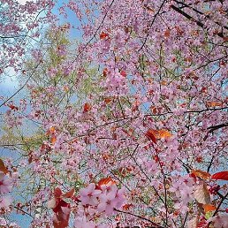 N_iriska, ������