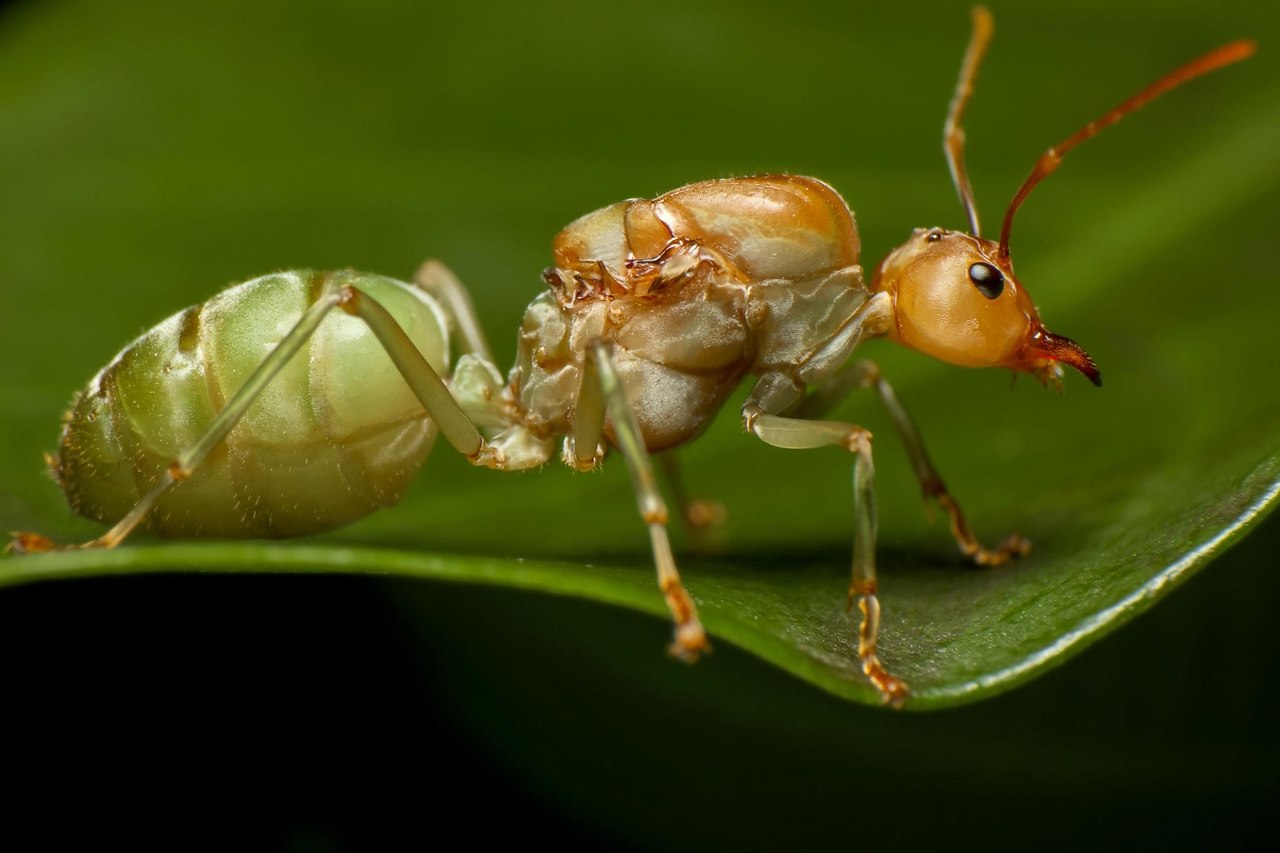 ������������� ������� ��� Temnothorax kinomurai, ������� �������� ��������� ������� �� ����� � ��� ... - 2