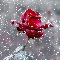 V, ������, 58 ���