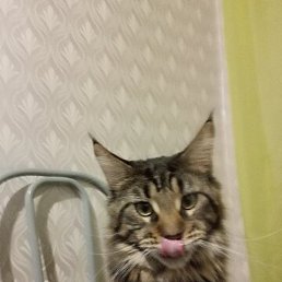 ���������, ���������, 66 ���