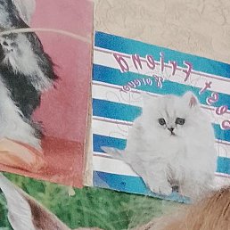 ������, ������, 51 ���