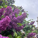  Venera, - -  3  2025    
