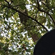 ������, 36 ���, �������