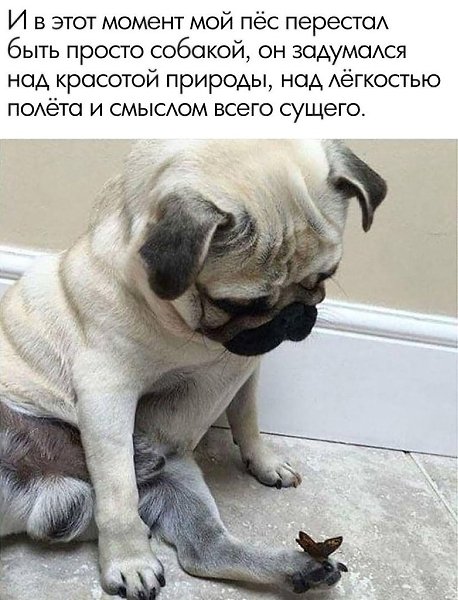 ���� ������ ������������ ��� ����