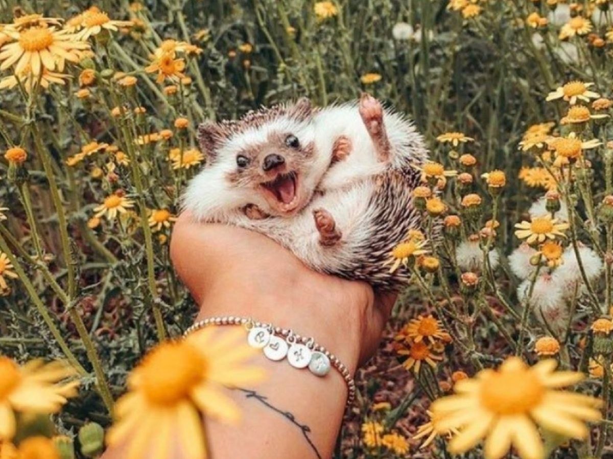     ,   ...)).   