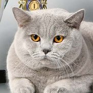 �������, 33 ����, ������ ��������