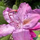 ���� Zoia, ����, 71 ��� - ��������� 12 ���� 2026 � ������ ���� ����������