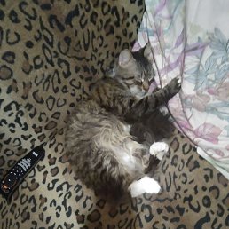 ���� �����, ���������, 64 ���� - ��������� 11 ���� 2024