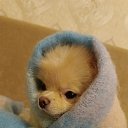 ���� ��������, ���������, 60 ��� - ��������� 16 ������ 2025 � ������ ���� ����������