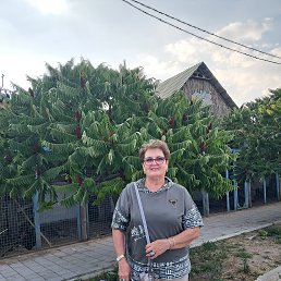 , 66, 