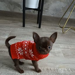 ���������, ���������, 71 ���