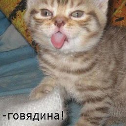 ������, ������, 51 ���