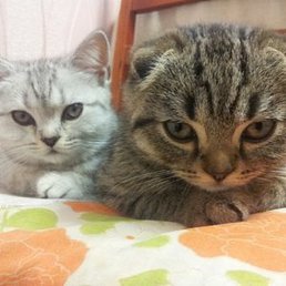 ���������, ������, 53 ����