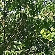 ������, 38 ���, ������-��-����