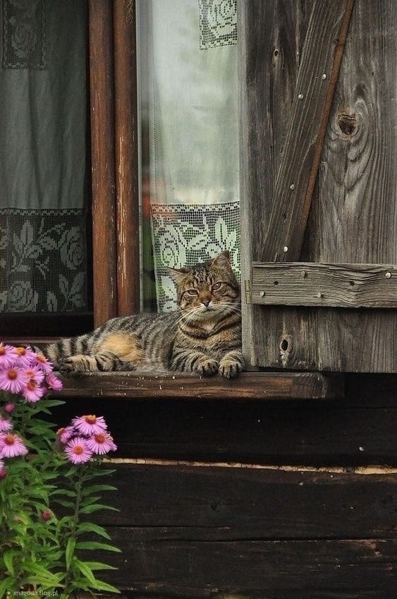 Где-то там запорошенный снегом знакомый забор, Деревянные ставни и дыма печного кудряшки… Где-то там ... - 3