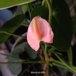 �������, ���������, 37 ���