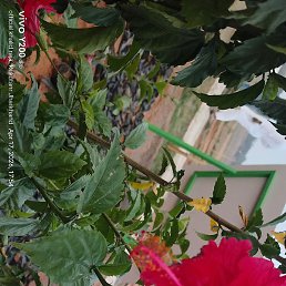 Riya, ������, 25 ���