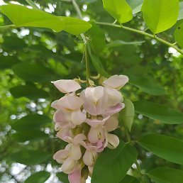 Marina, ������, 44 ����