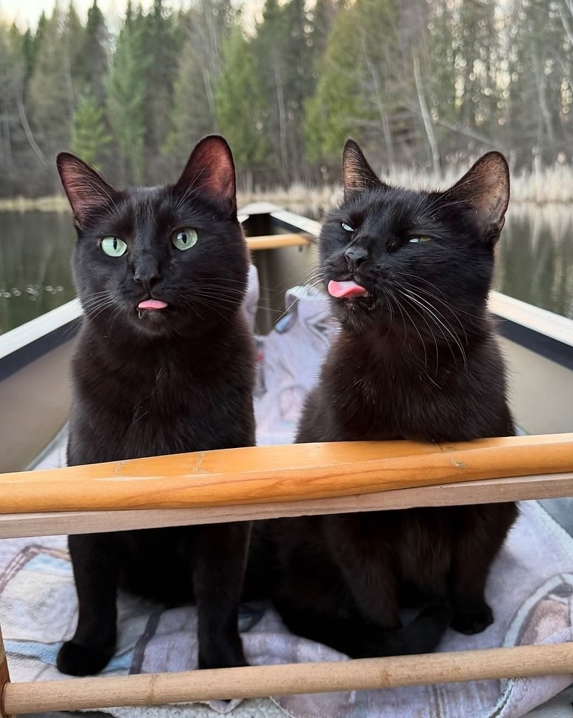 Человек берёт своих чёрных котеев с собой на рассветную рыбалку и делает какие-то невероятно ...