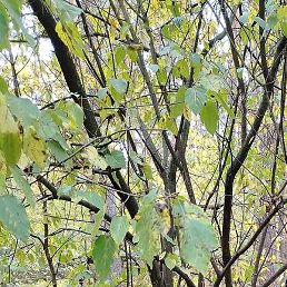 Hkoda, ��������, 52 ����