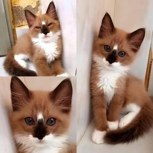 :) ������ ���������� ������ ��� ����� ������