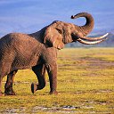 ���� Toran, ������, 33 ���� - ��������� 17 ������� 2024 � ������ ���� ����������