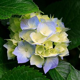 ������, ��������, 57 ���