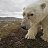 ���� Ursus Maritimus, ������ - ��������� 26 ���� 2026