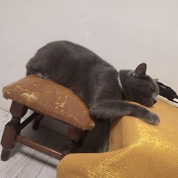 ����, ���������, 40 ���