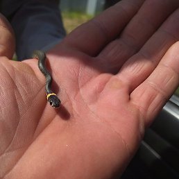 ���������, �������, 46 ���