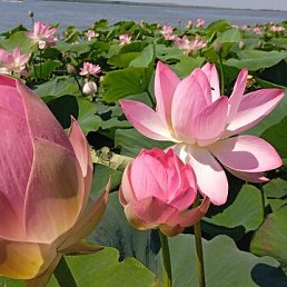 ���� �������, ������, 55 ��� - ��������� 13 ������� 2026