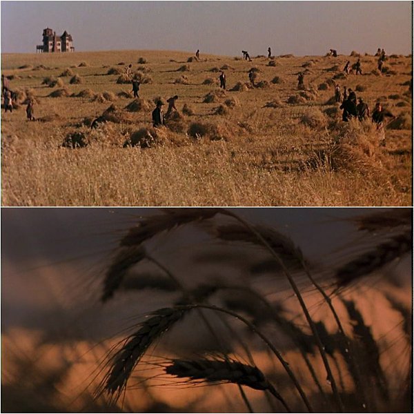   / Days of Heaven (1978). :   :  ,  ... - 4