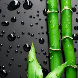 �����, �����-���������, 48 ���