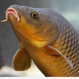 ���� ����, ������, 80 ��� - ��������� 9 ������ 2024