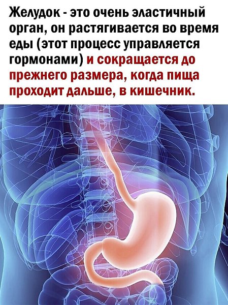 Необходимо сократить потребление пищи и все будет хорошо - 2