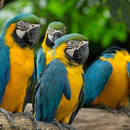 Xuligan, �����, 35 ���