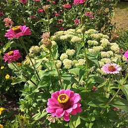 �����, ������, 43 ����