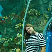 ���������, 33 ����, �����