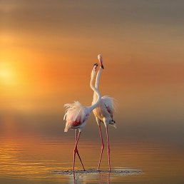 Ktr-nn, ������ ��������, 55 ���