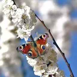 �����, ������, 35 ���