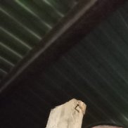 ���������, 36 ���, �����������