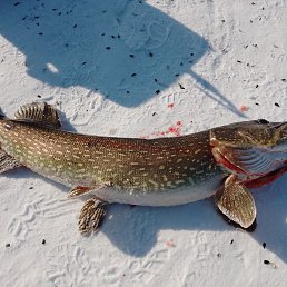 �����, ������, 29 ���