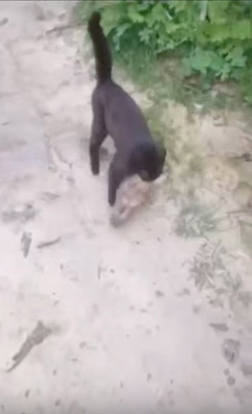    ?   !