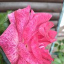  Sandra,  -  27  2025    